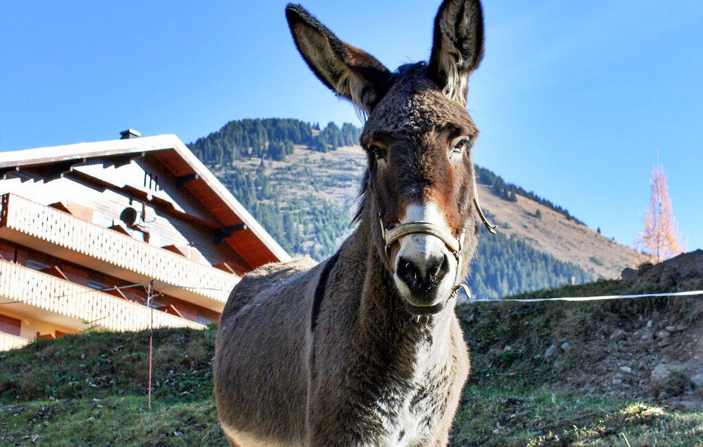 Location de vacances - Chatel , France - FCS359 40