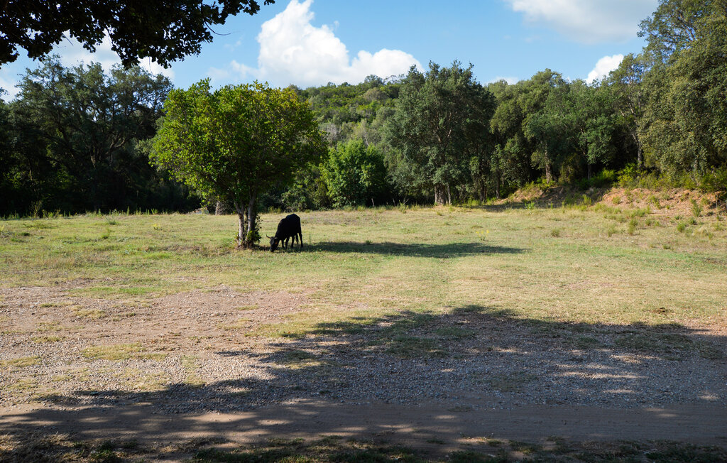 Domy wakacyjne - Casamozza , Francja - FKO652 5