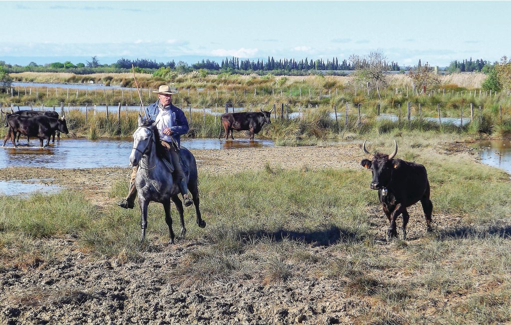 Ferienwohnung - Aigues-Mortes , Frankreich - FLG492 23
