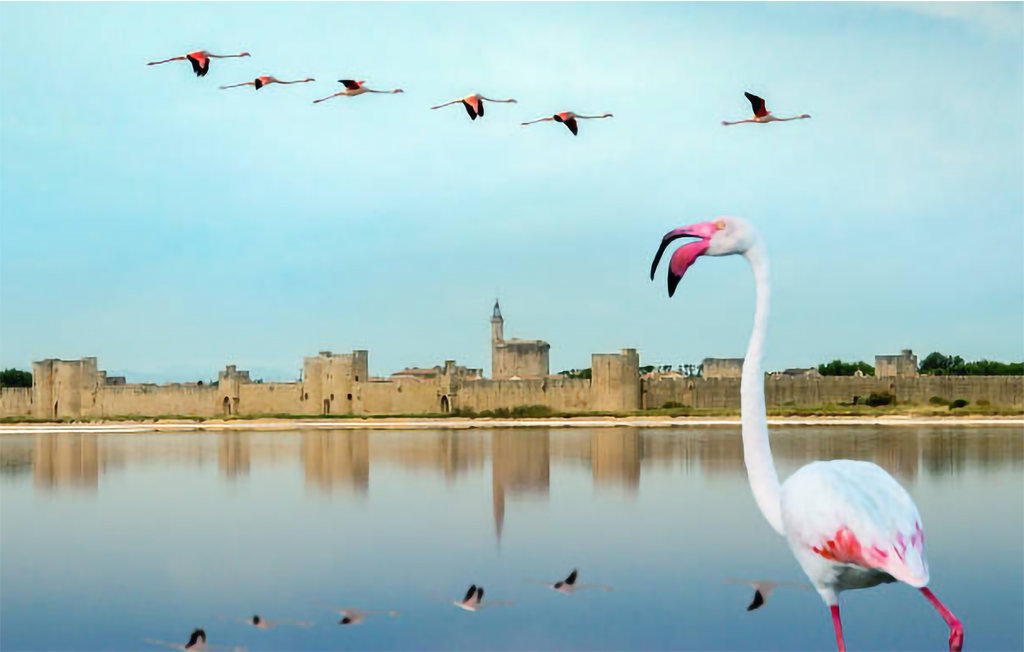 Ferienhaus - Aigues-Vives , Frankreich - FLH517 49