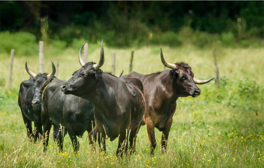 Ferienhaus - Aigues-Vives , Frankreich - FLH517 51