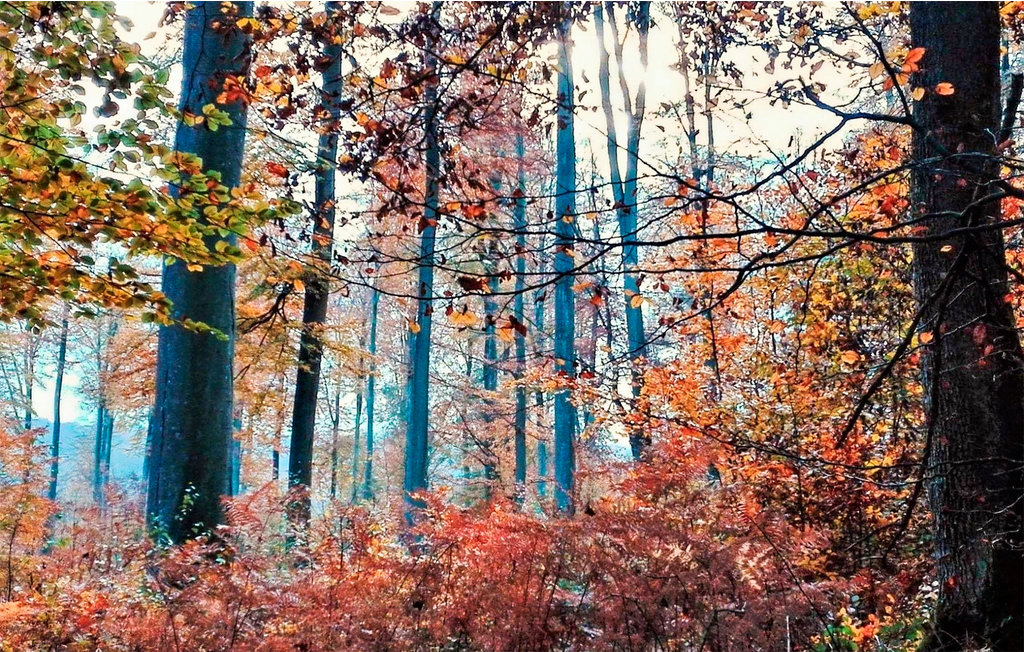 Feriehus - Lyons-la-Forêt , Frankrike - FNE023 21