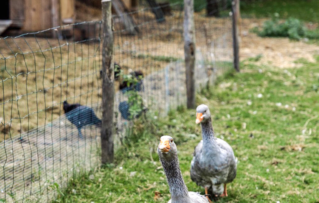 Semesterhus - Le Mesnil-Jourdain , Frankrike - FNE027 13