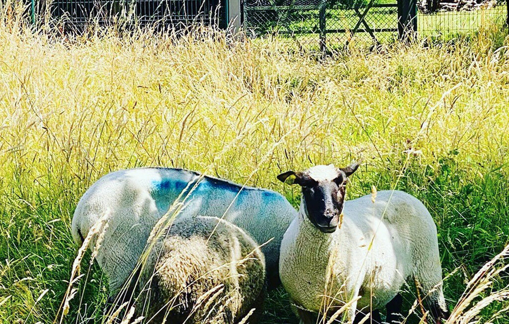 Semesterhus - Le Mesnil-Jourdain , Frankrike - FNE027 15