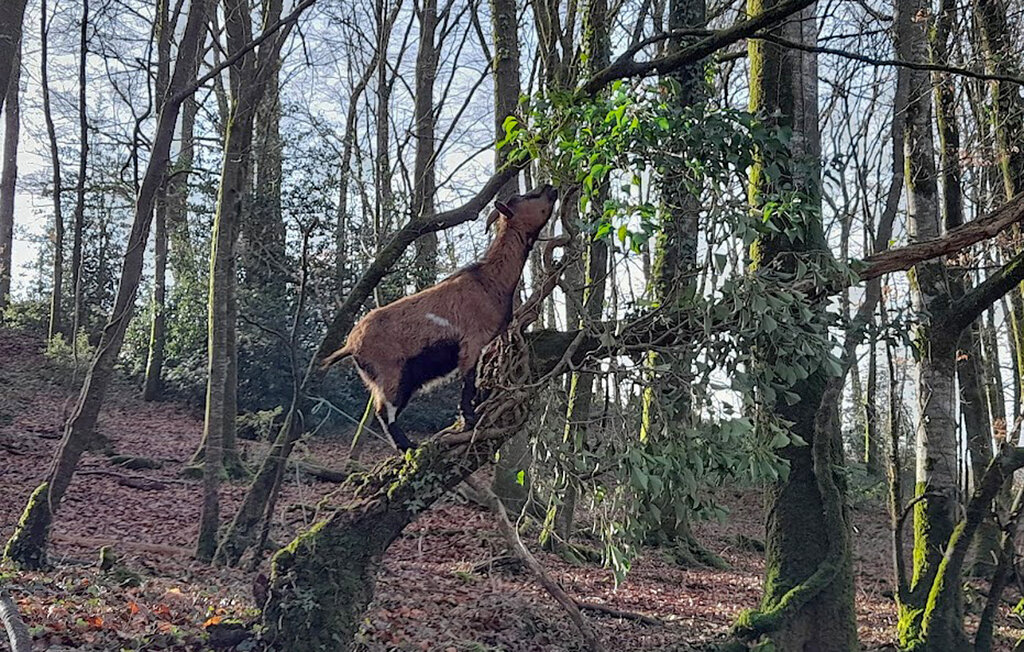 Location de vacances - Villedieu les Poêles , France - FNM581 29