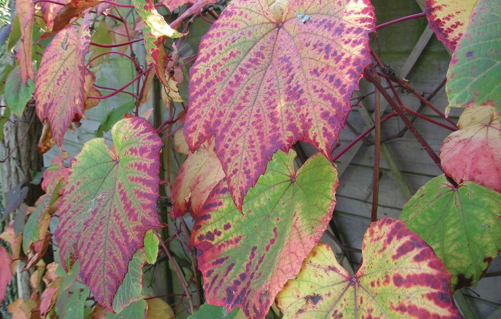 Feriehuse - Dimont , Frankrig - FNN001 20