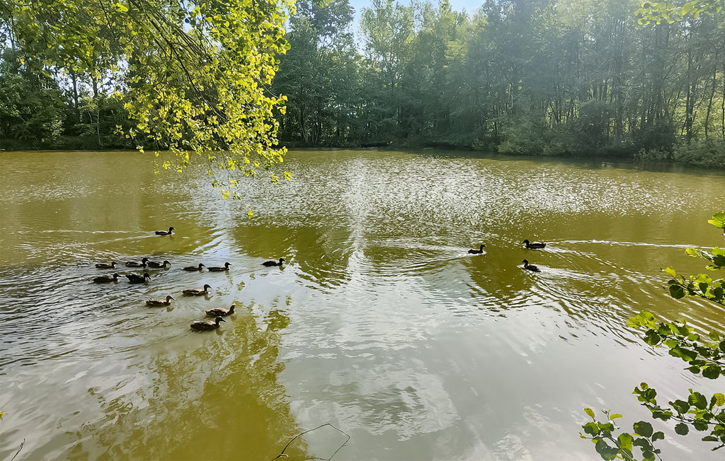 Ferienhaus - Le Cottage Finlandais , Frankreich - FNN020 9