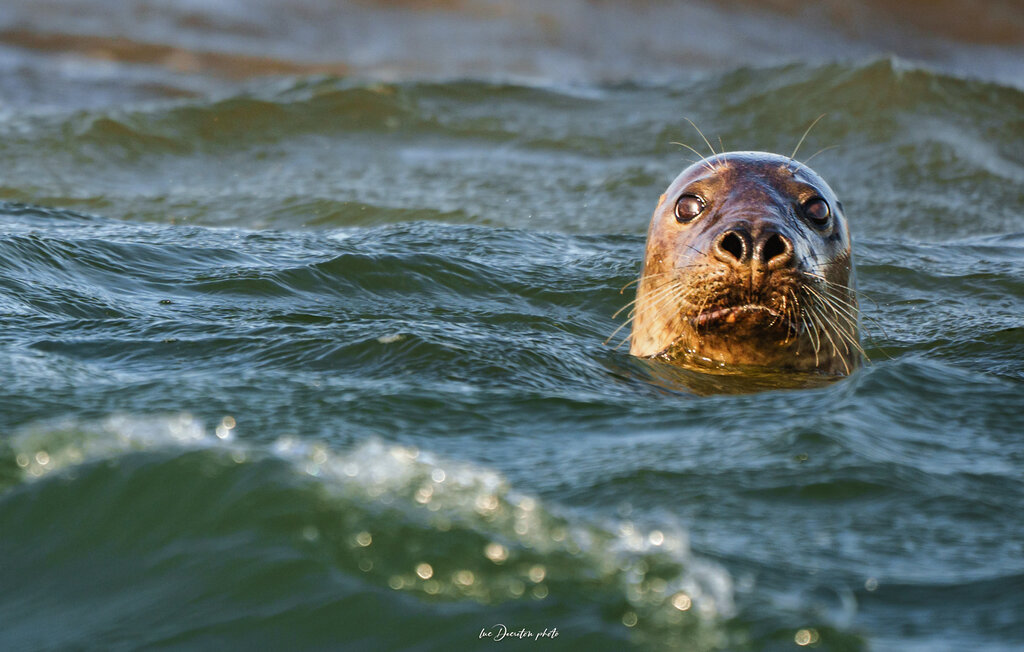 Ferienhaeuser - DUNKERQUE , Frankreich - FNN037 28