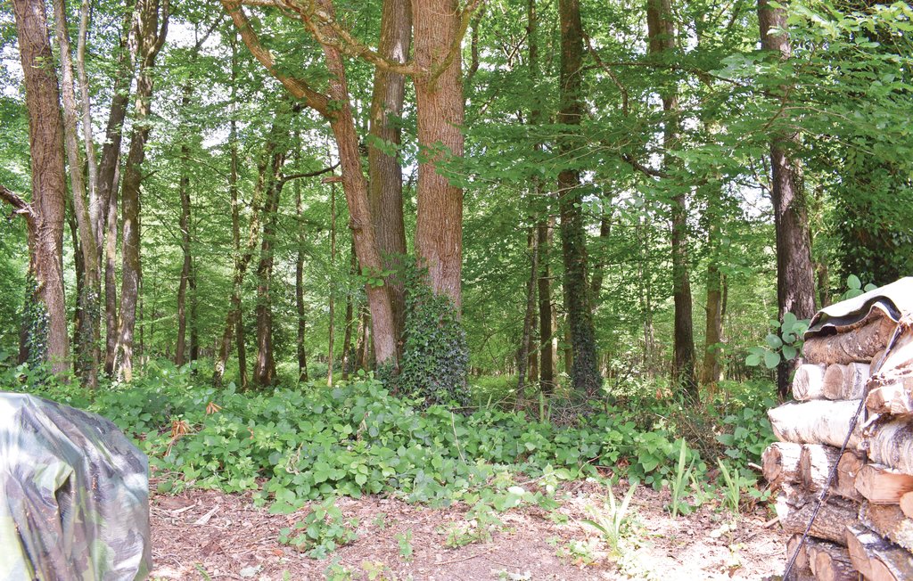 Feriehuse - Bagnoles de l'Orne , Frankrig - FNO029 14