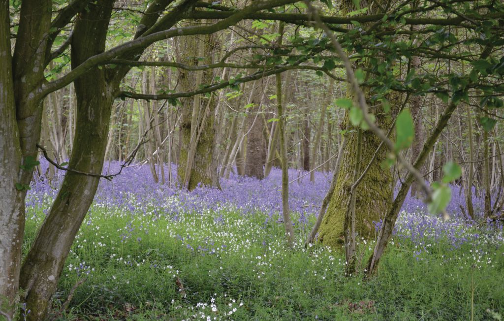 Feriehuse - Wimille , Frankrig - FNP026 29