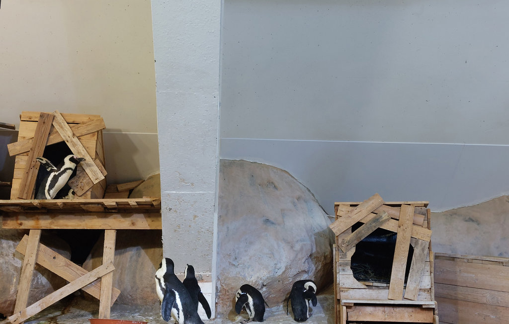 Location de vacances - Desvres , France - FNP182 21