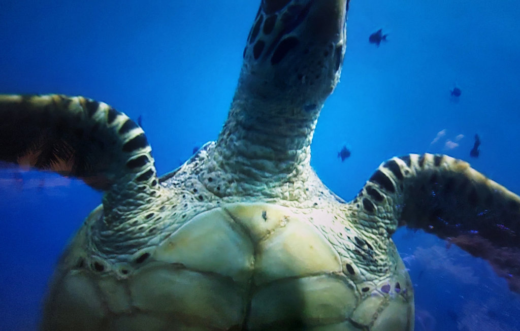 Location de vacances - Desvres , France - FNP182 22