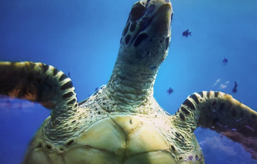Ferienwohnung - Stella-Plage , Frankreich - FNP187 17