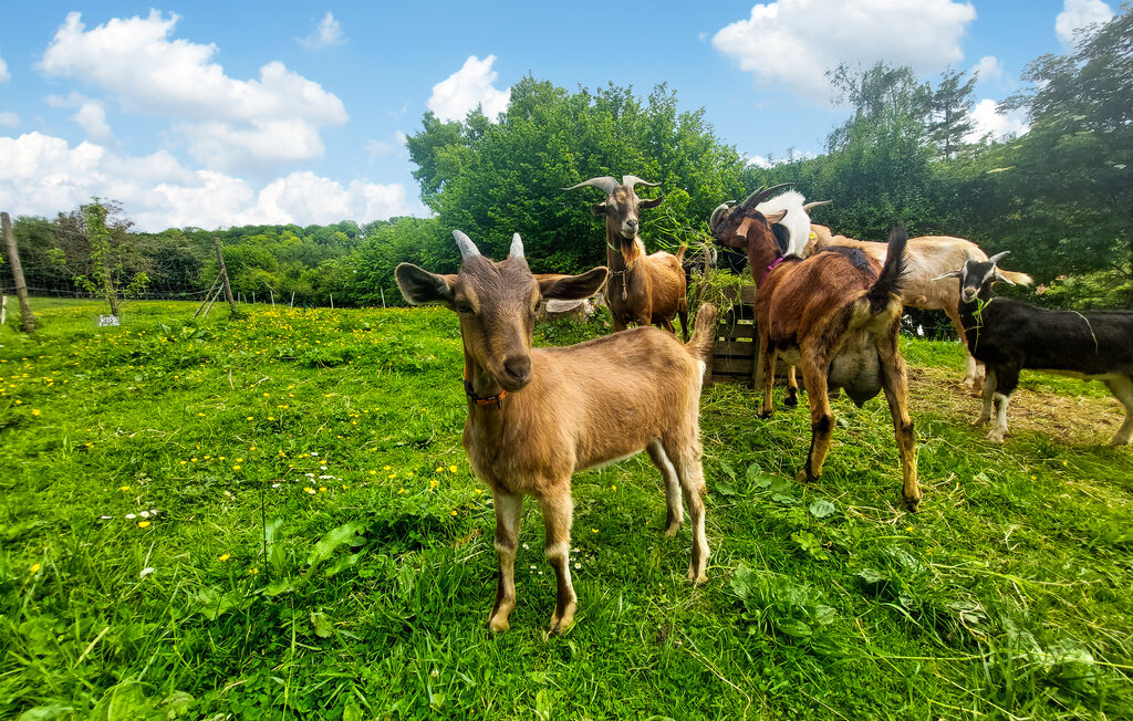 Kuća-za-odmor - Alette , Francuska - FNP188 27