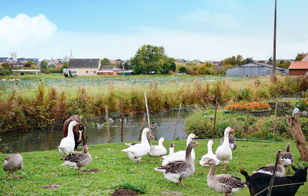 Location de vacances - ST OMER , France - FNP198 7
