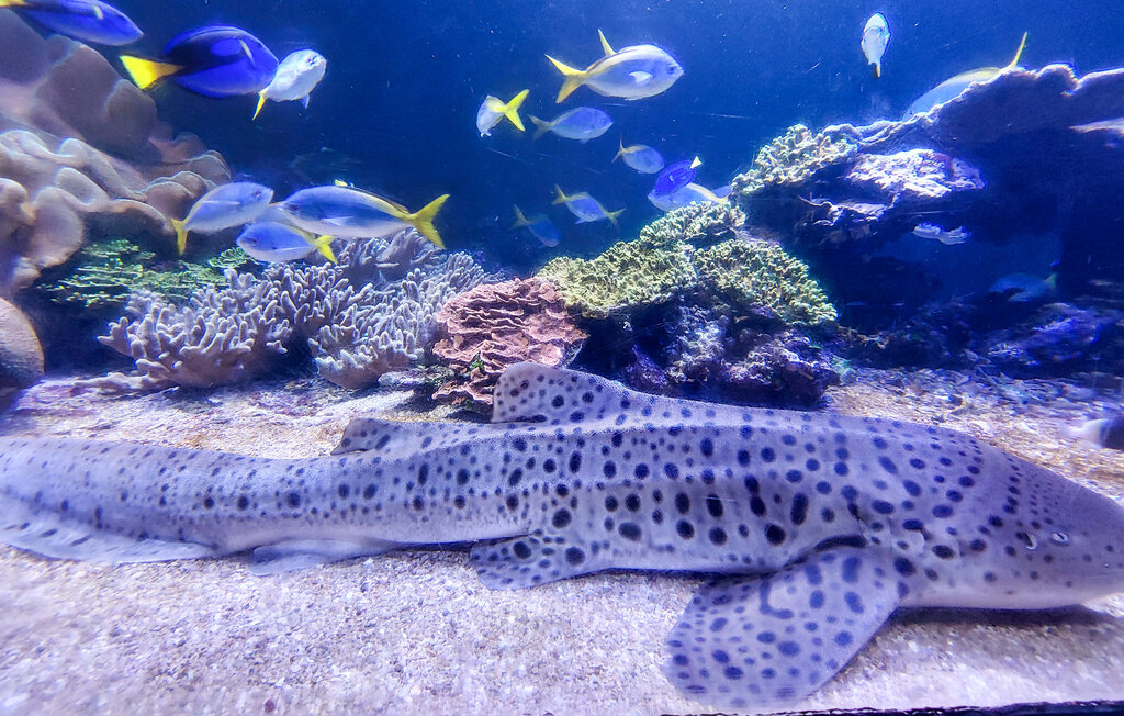 Feriehuse - Ledinghem , Frankrig - FNP204 30