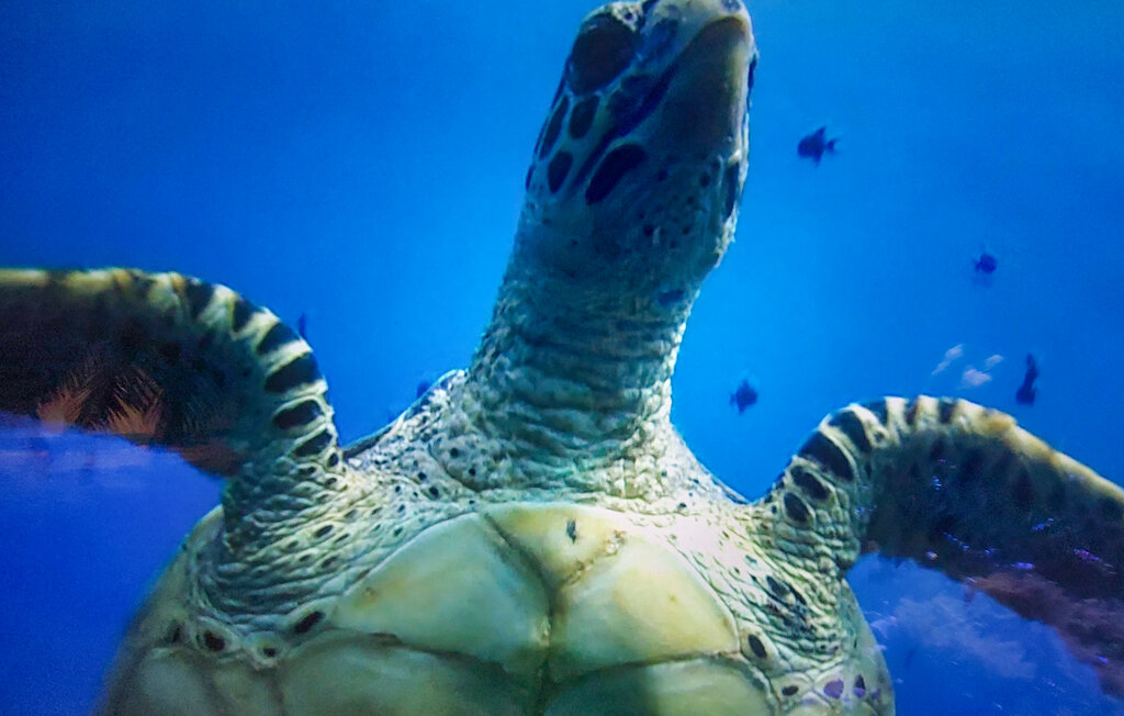 Feriehuse - Ledinghem , Frankrig - FNP204 31