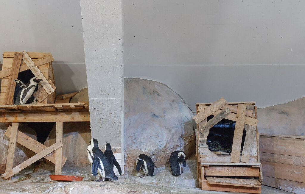 Feriehuse - Ledinghem , Frankrig - FNP204 32