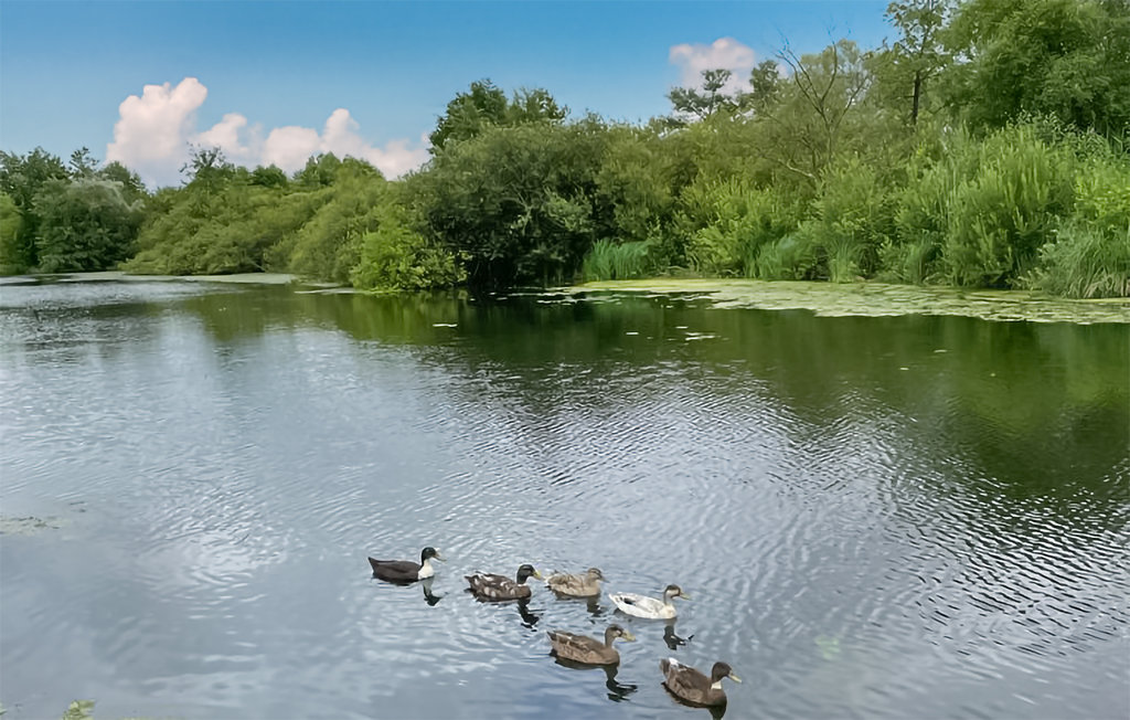 Feriehuse - Joli Chalet Hem-Monacu , Frankrig - FNR055 28