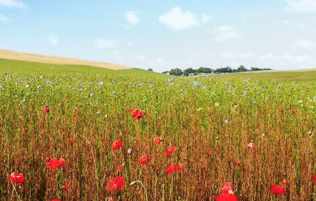 Domy wakacyjne - Saint Marguerite sur Mer , Francja - FNS133 18