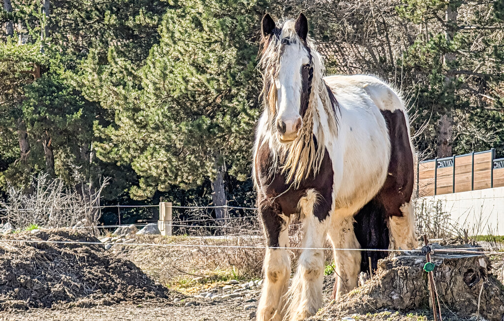 Ferienhaeuser - Bellaffaire , Frankreich - FPA068 23