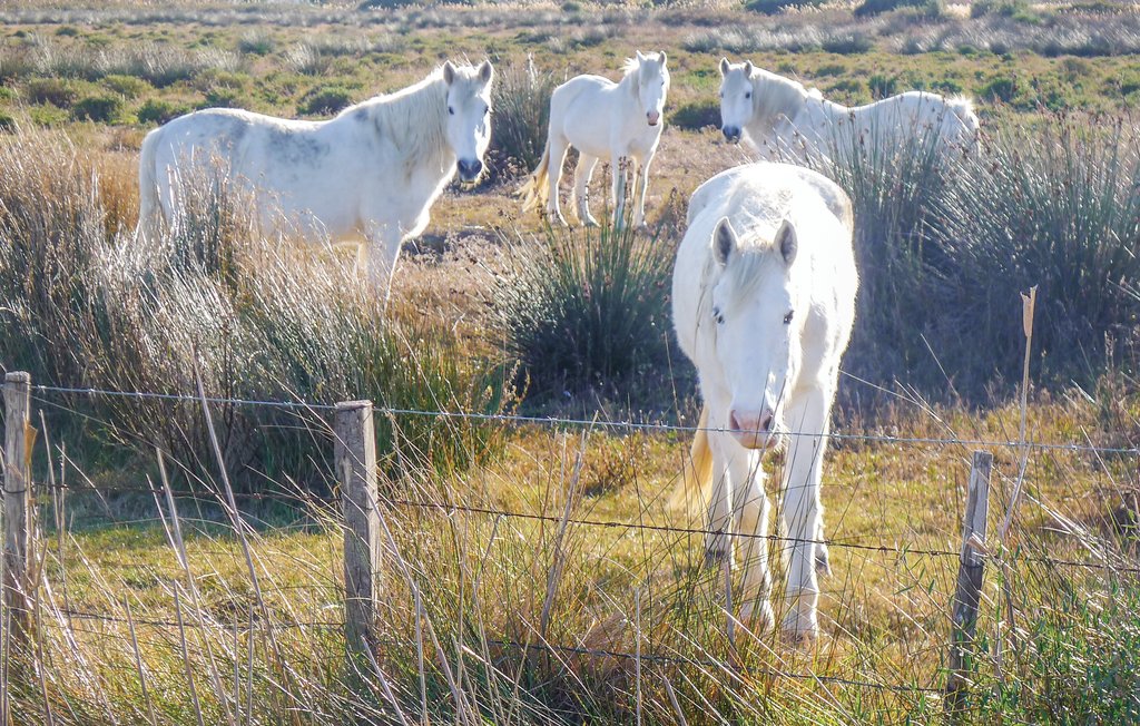 Semesterhus - Le Sambuc , Frankrike - FPB371 34