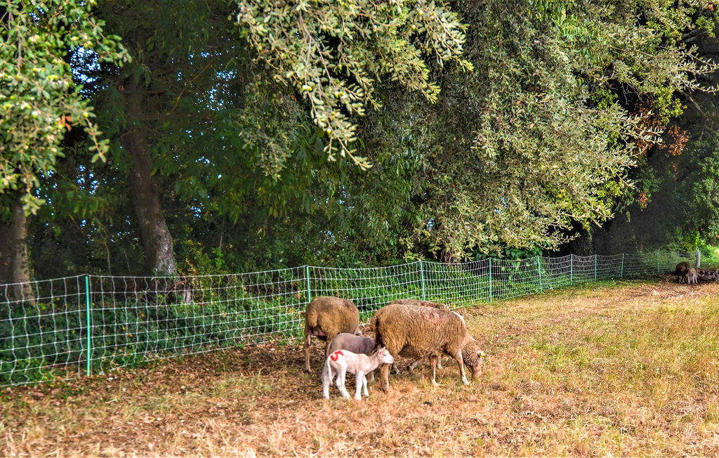 Feriehus - Arles , Frankrike - FPB537 8