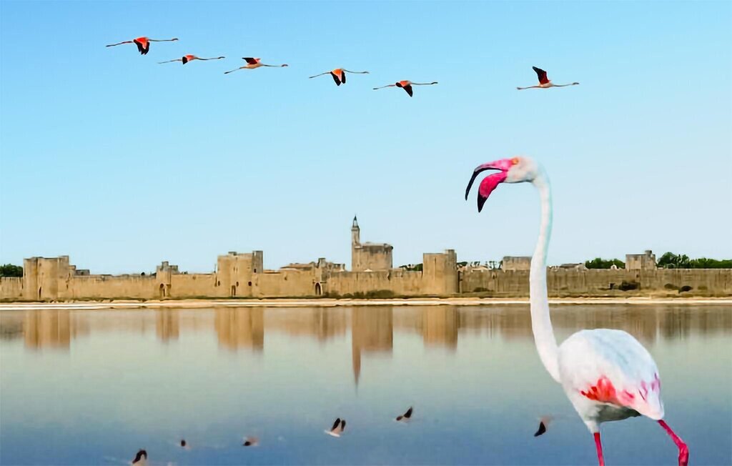 Location de vacances - Aureille , France - FPB644 17