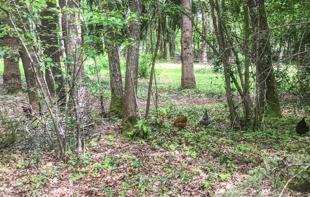Feriehuse - Domfront en Champagne , Frankrig - FVS016 16