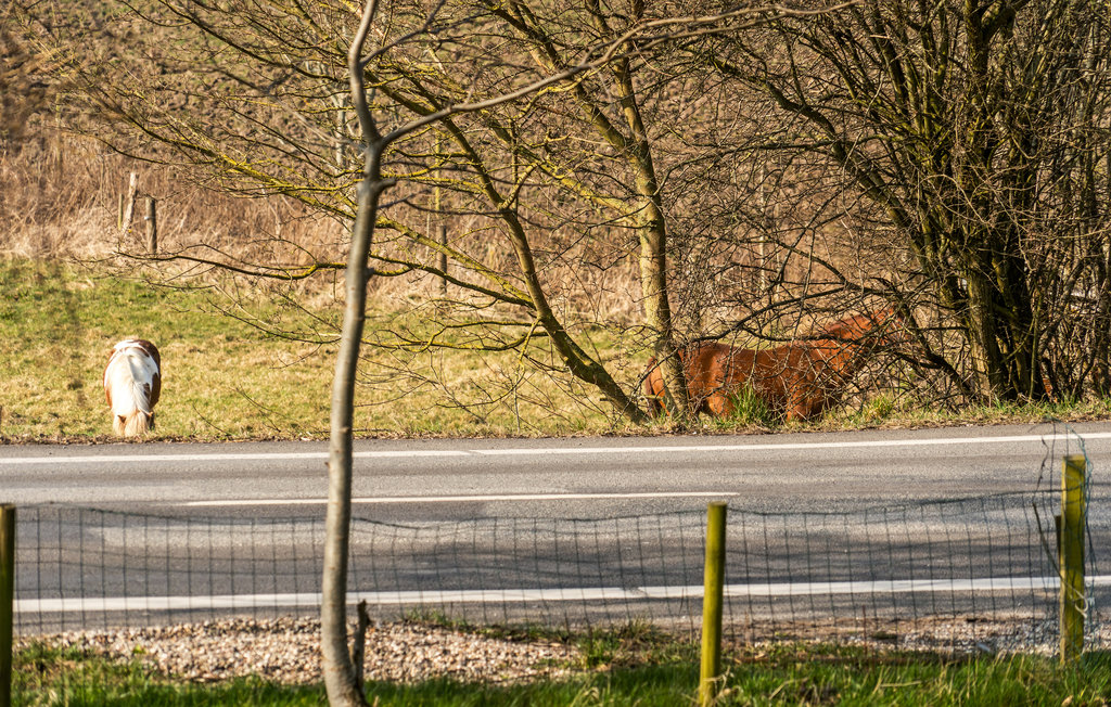 Ferienhaus - Snøde , Dänemark - G11104 14