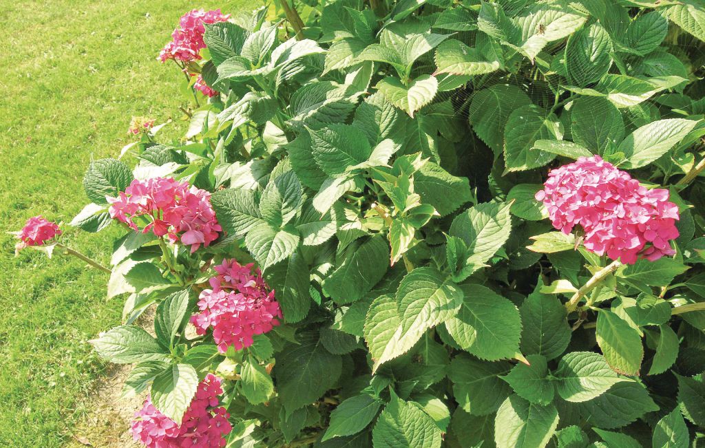 Ferienhaus - Gershøj Strand , Dänemark - G3090 5