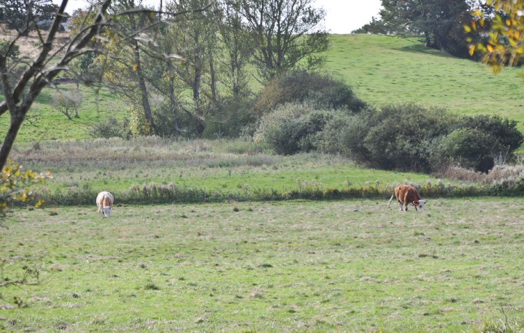 Ferienhaus - Hornbæk/Villingebæk , Dänemark - G4490 24