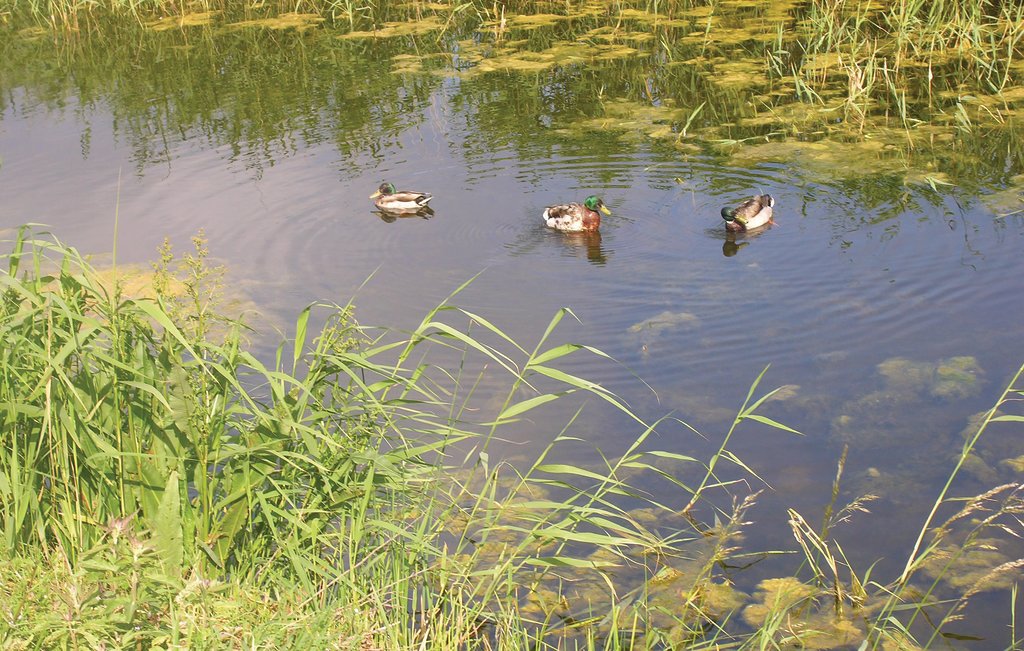 Feriehuse - Varbjerg , Danmark - G51764 20