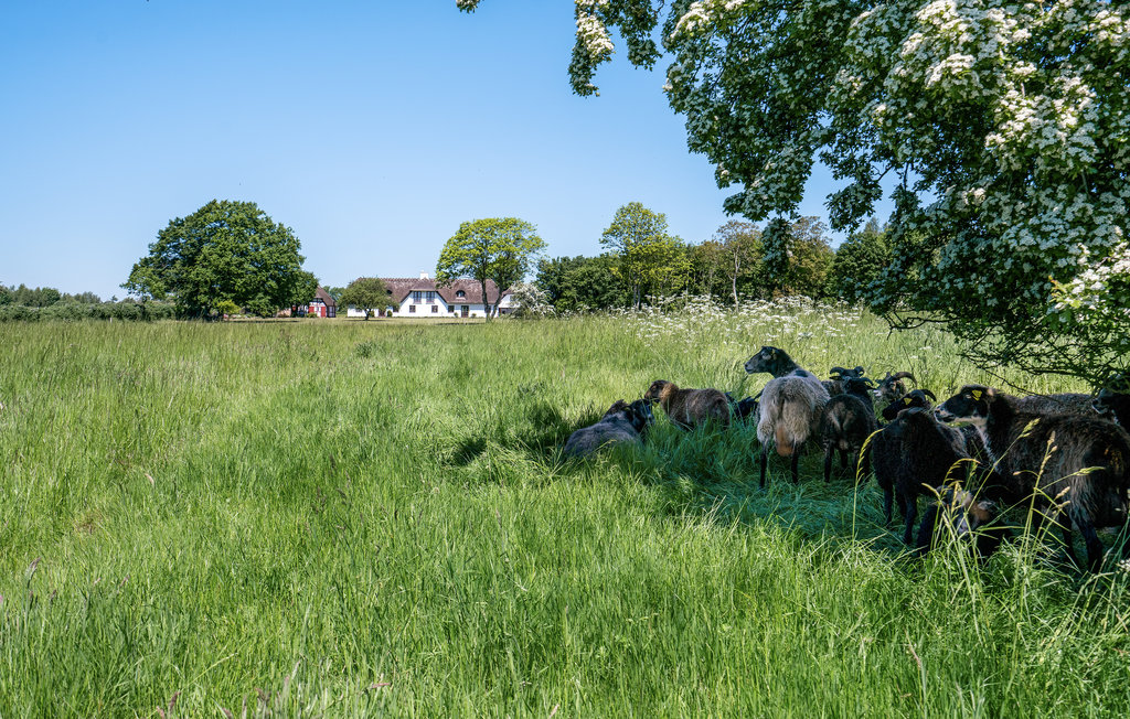 Semesterhus - Tanderup , Danmark - G51073 14