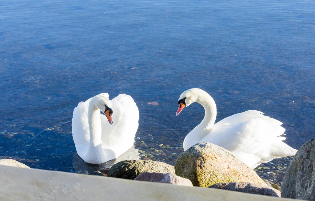 Feriehuse - Odense Fjord , Danmark - G51520 15