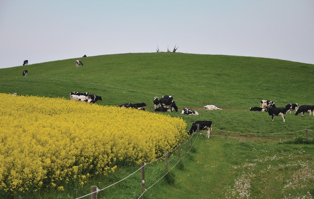 Ferienhaus - Dyreborg , Dänemark - G52663 7