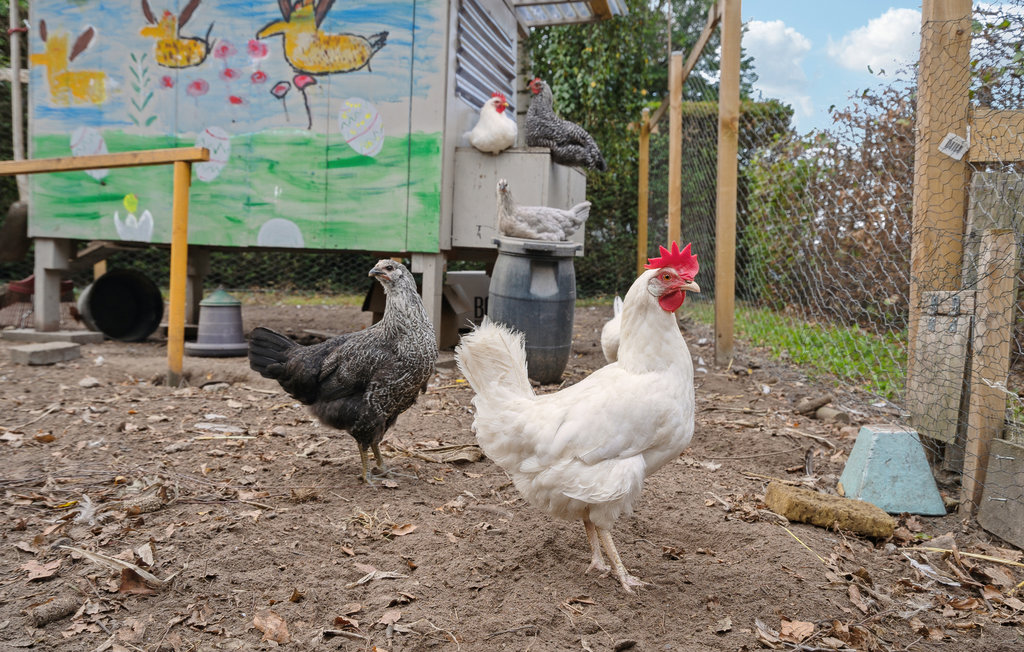 Ferienhaus - Faaborg , Dänemark - G52062 17