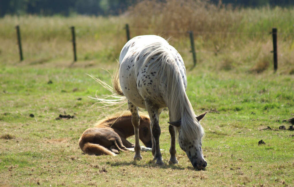 Kuća-za-odmor - Diever , Nizozemska - HDR165 37