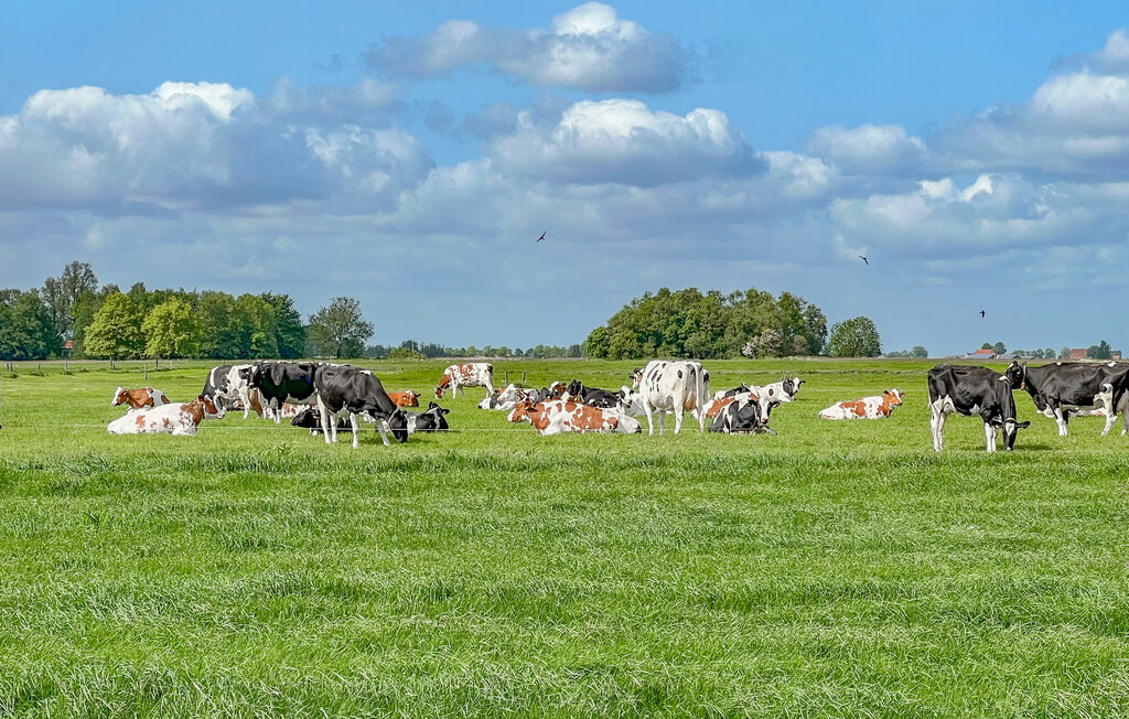Feriehuse - Lemmer , Holland - HFR459 16