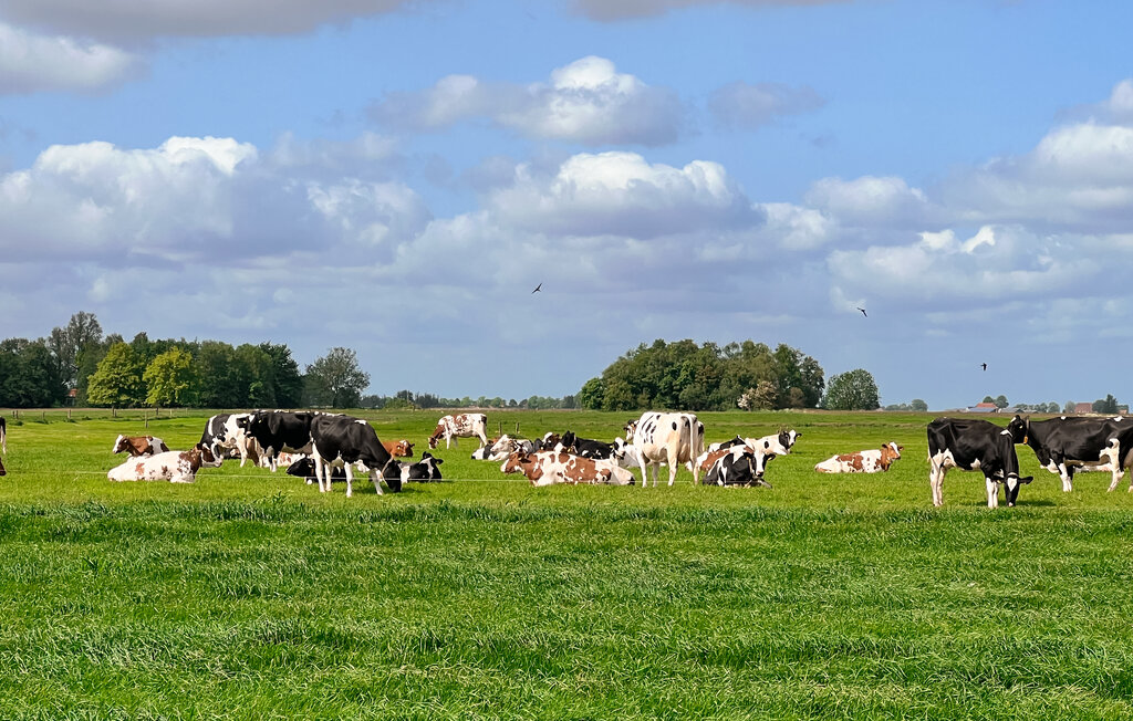 Ferienhaus - Lemmer , Niederlande - HFR458 30
