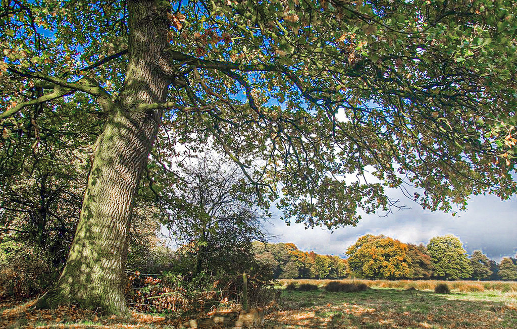 Feriehuse - Vlagtwedde , Holland - HGR044 30