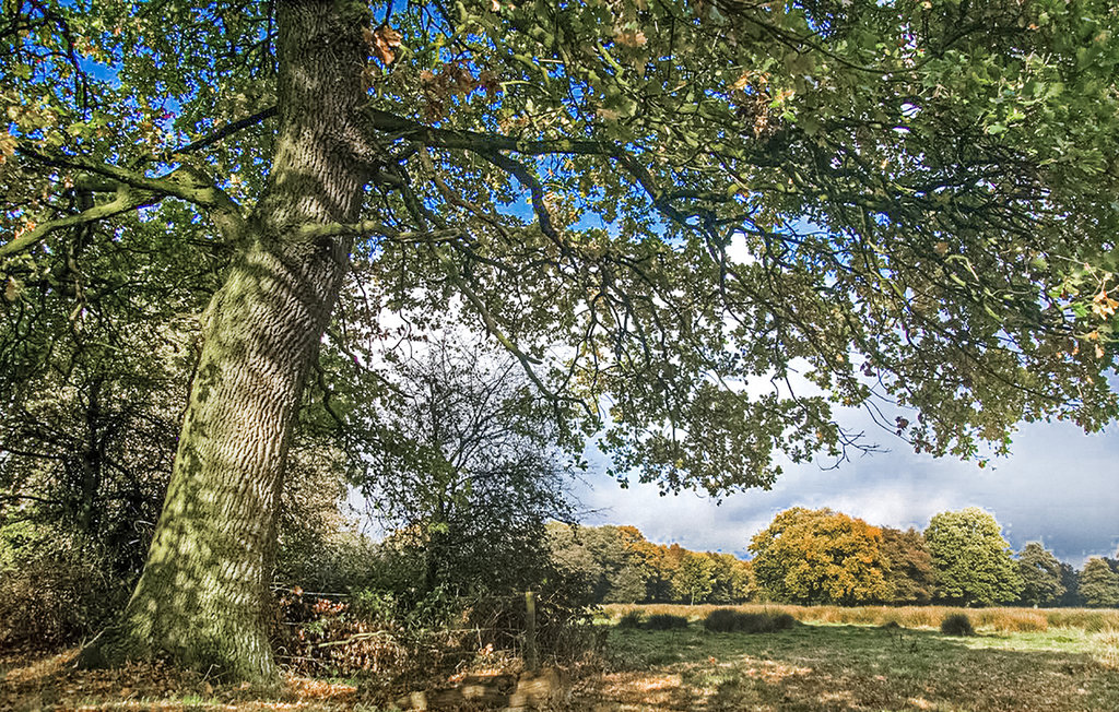 Feriehuse - Vlagtwedde , Holland - HGR045 22