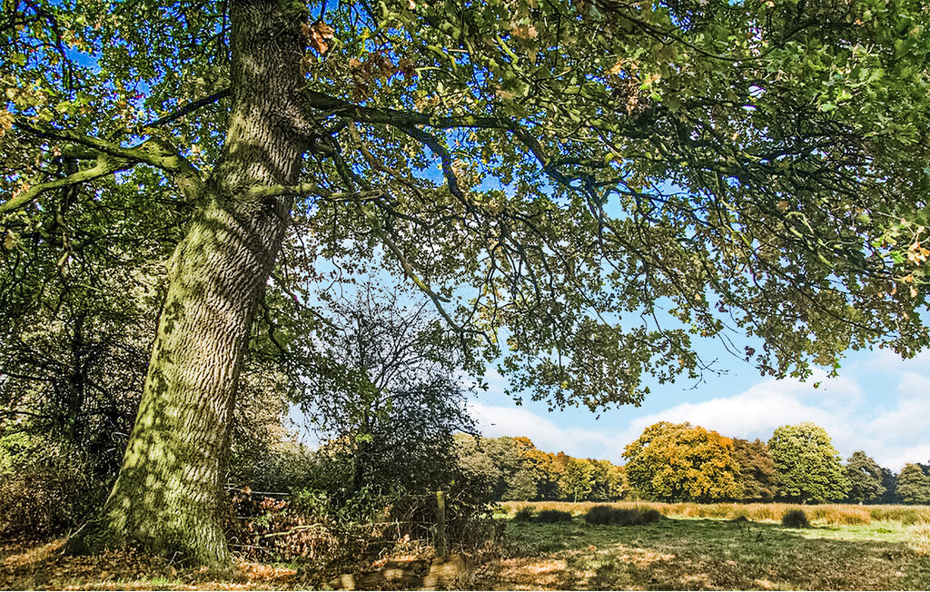 Feriehuse - Vlagtwedde , Holland - HGR075 27