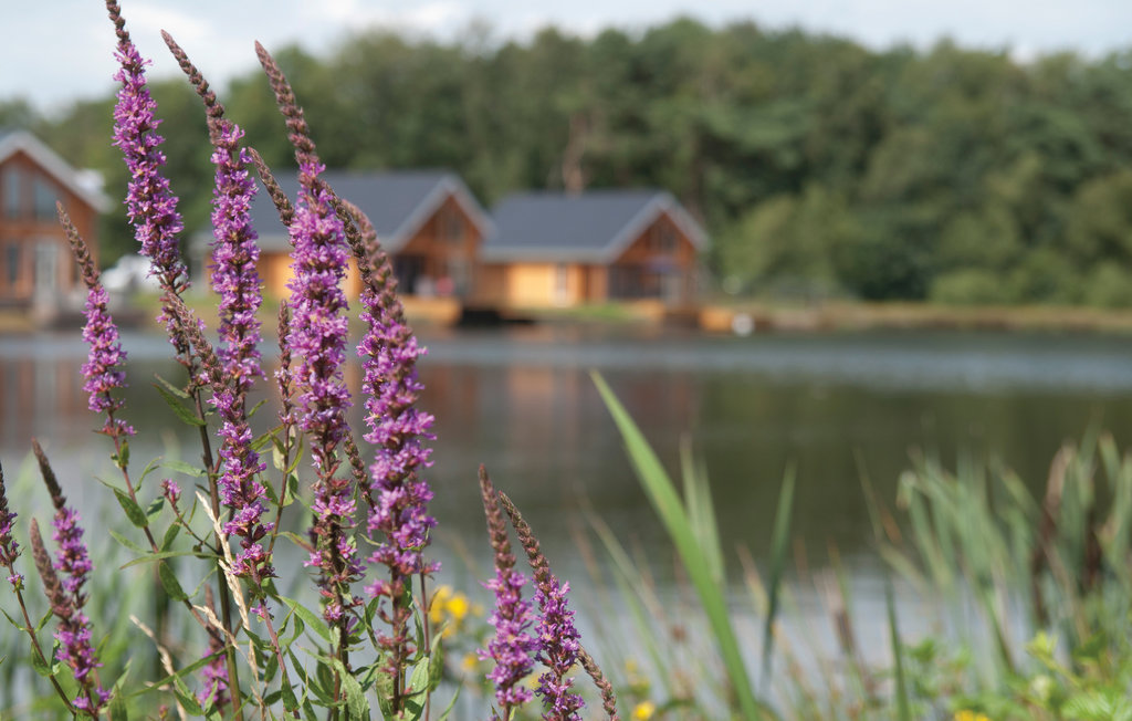 Feriehus - Heel , Nederland - HLI073 23