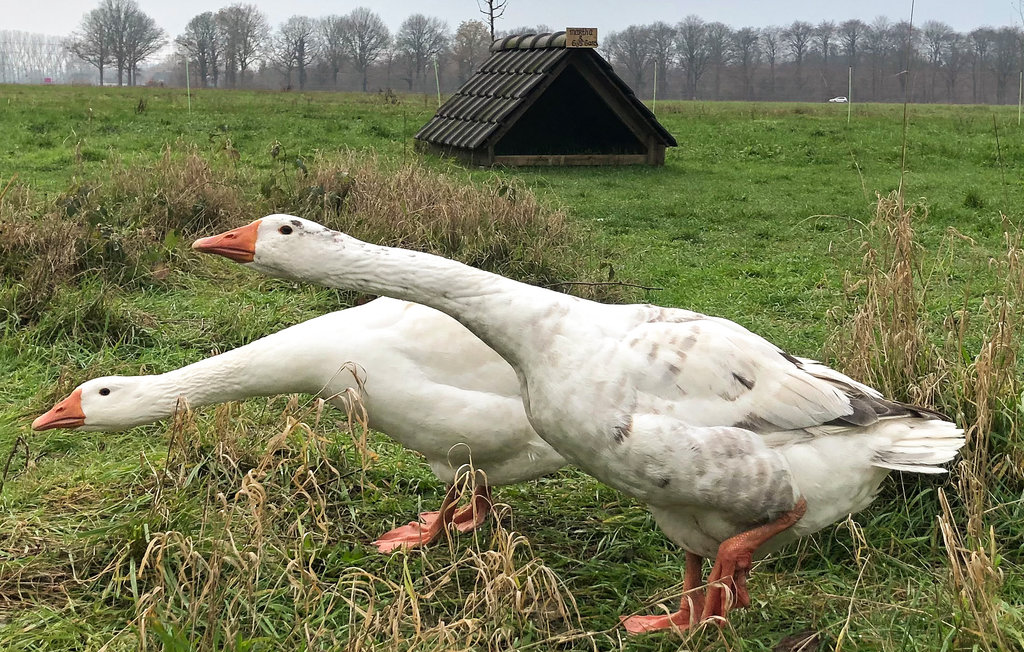 Holiday home Loon op Zand (HNB090)