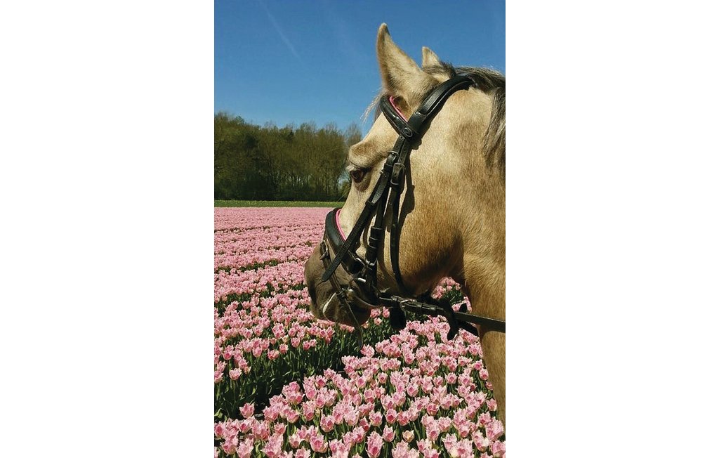 Ferienhaus - Winkel , Niederlande - HNH066 28