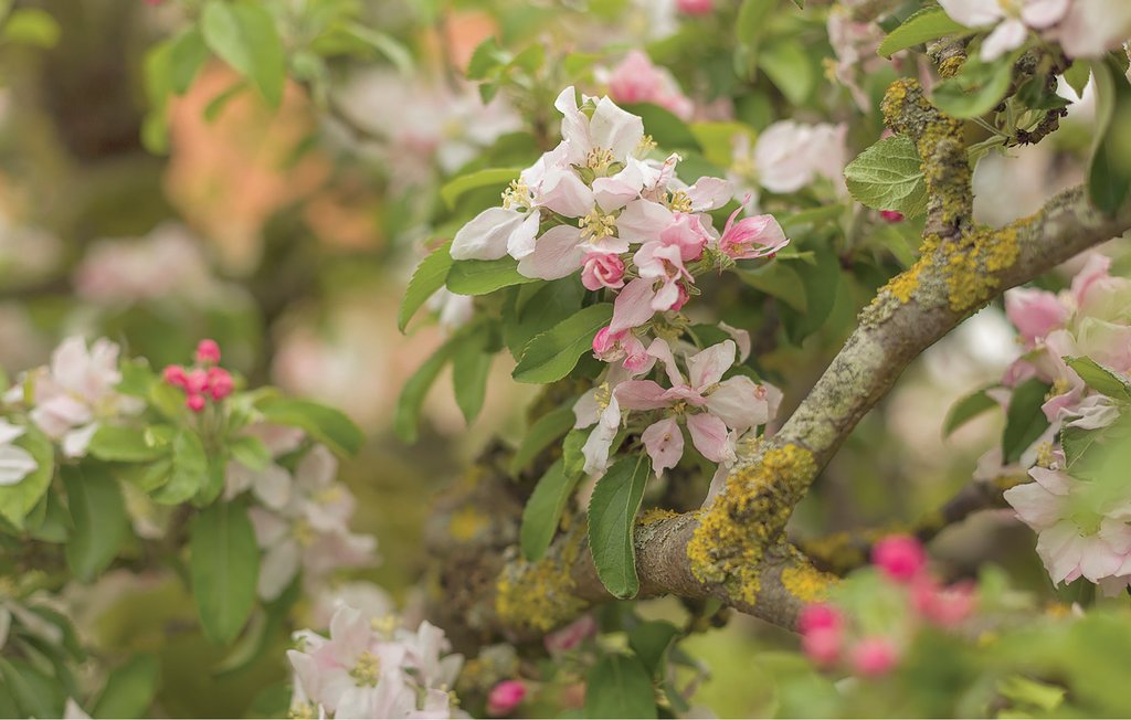 Feriehuse - Den Oever , Holland - HNH034 23