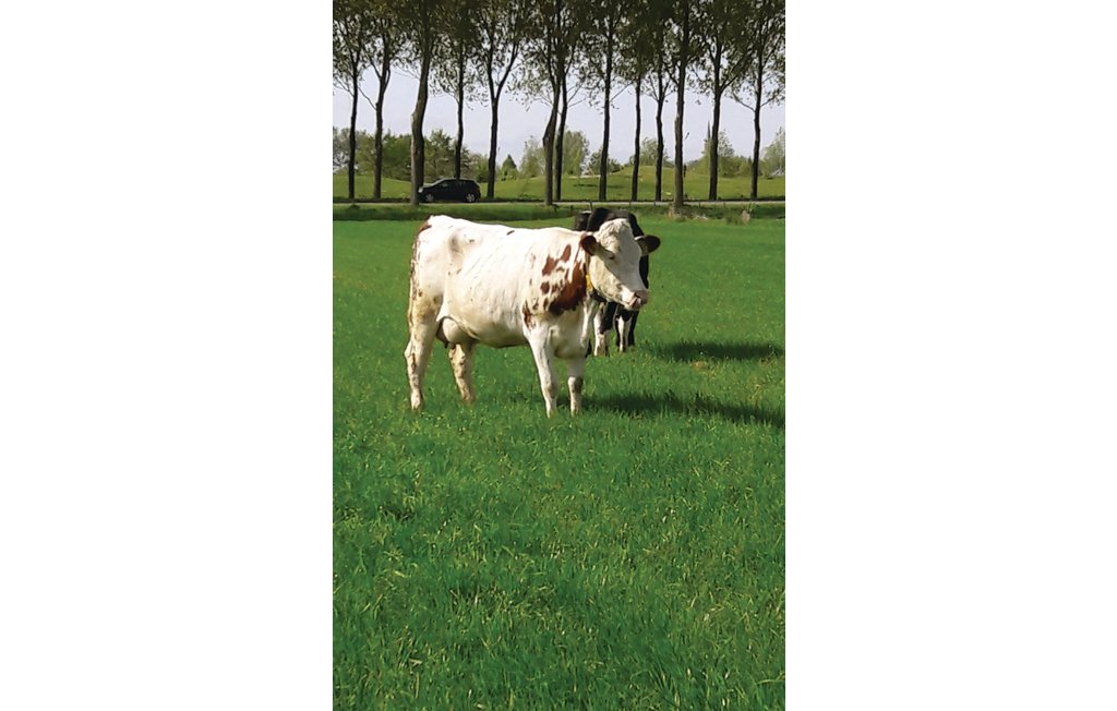 Ferienhaus - Winkel , Niederlande - HNH066 26