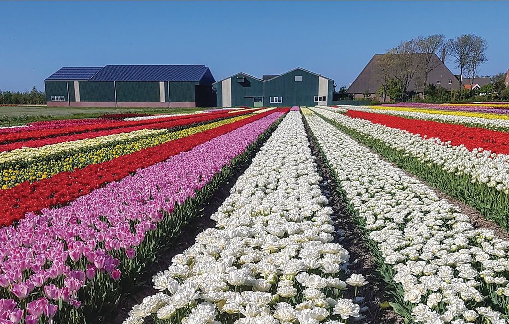 Ferienhaus - Julianadorp , Niederlande - HNH216 12