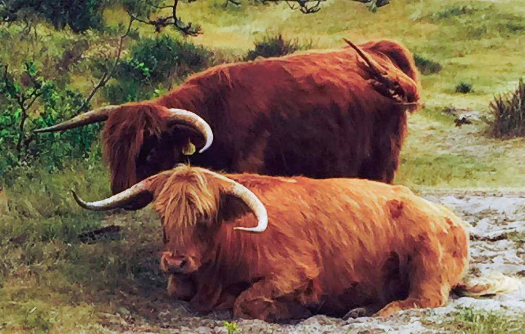 Feriehuse - Bergen aan Zee , Holland - HNH530 27